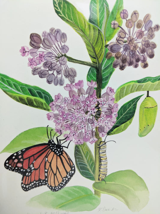 Monarch and Milkweed Giclee Print