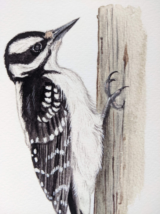 Hairy Woodpecker Giclee Print