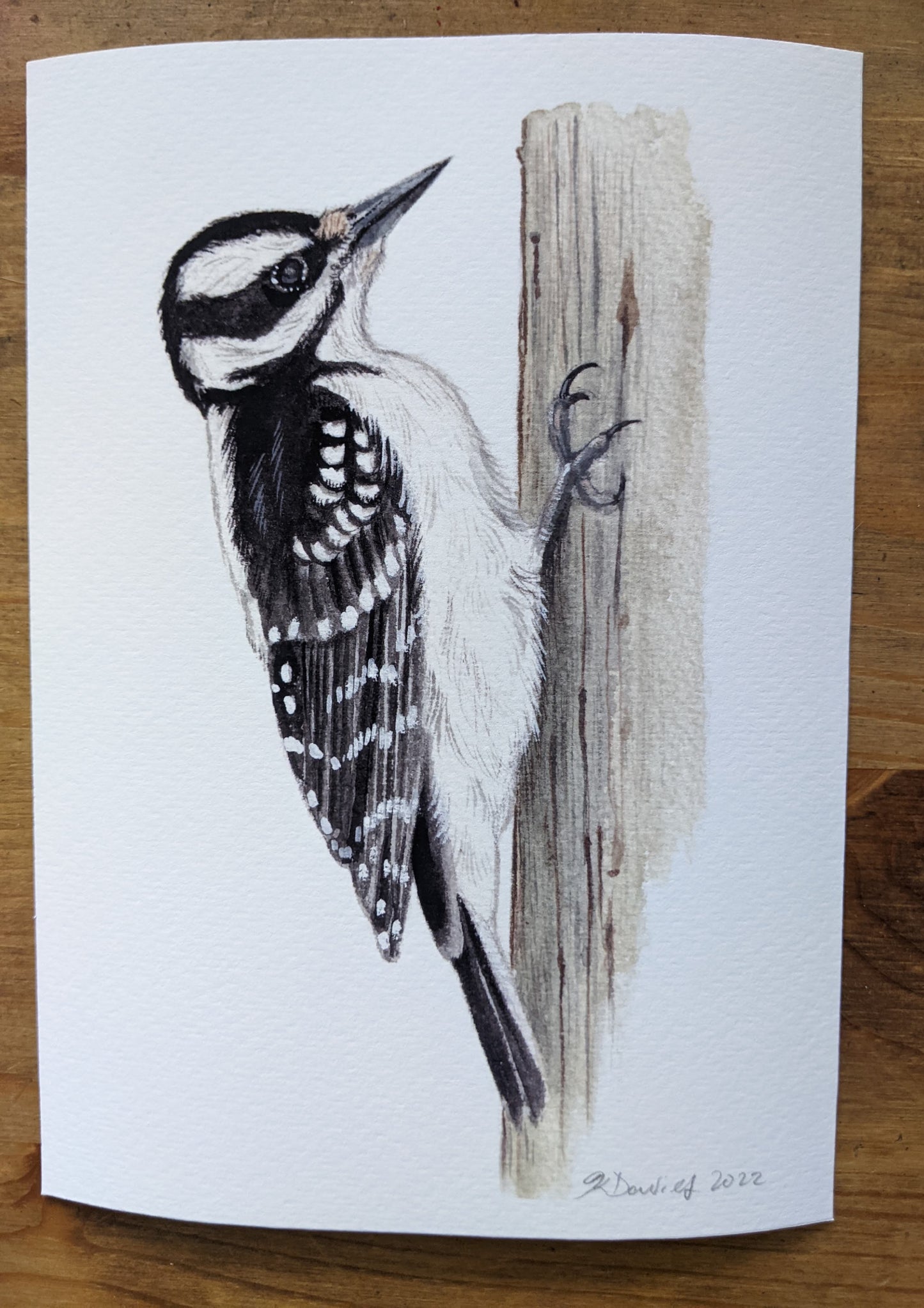 Hairy Woodpecker Giclee Print